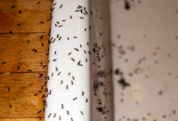 Best Local Pest Control Services  in Palm City, FL